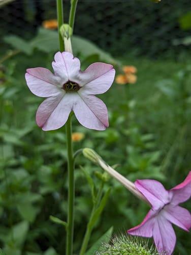 nicoaさん Lavender Cloud Nicotiana | Hudson Valley Seed Company