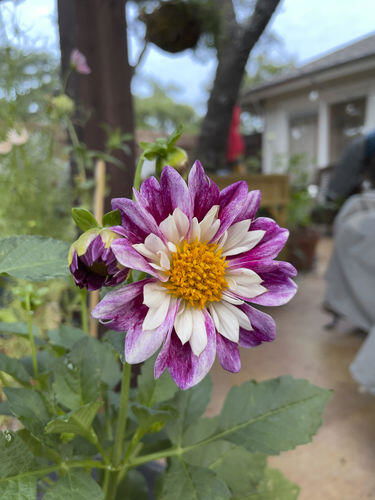 小物 dahlia dahlia Dandy Collarette Dahlia Seeds | Hudson Valley Seed Company