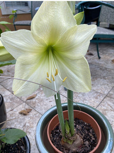 Dutch Amaryllis 'Luna' | Hudson Valley Seed Company
