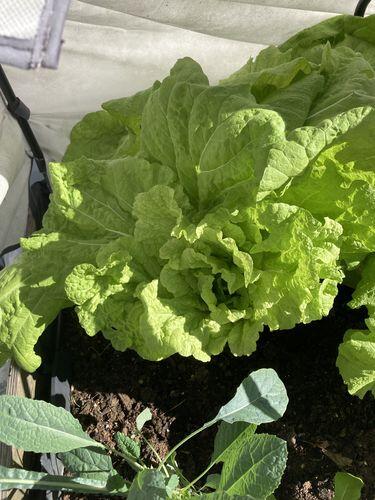 Nozaki Chinese Cabbage | Hudson Valley Seed Company