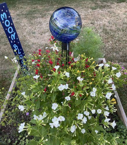 Midnight Garden Flower Mix | Hudson Valley Seed Company