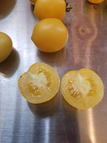 Mandurang Moon Tomato | Hudson Valley Seed Company