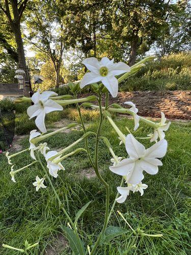 Lavender Cloud Nicotiana | Hudson Valley Seed Company