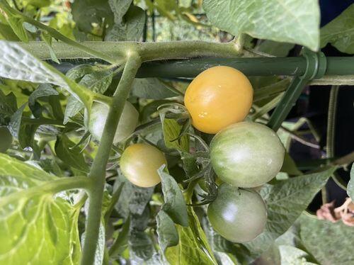 Mandurang Moon Tomato | Hudson Valley Seed Company