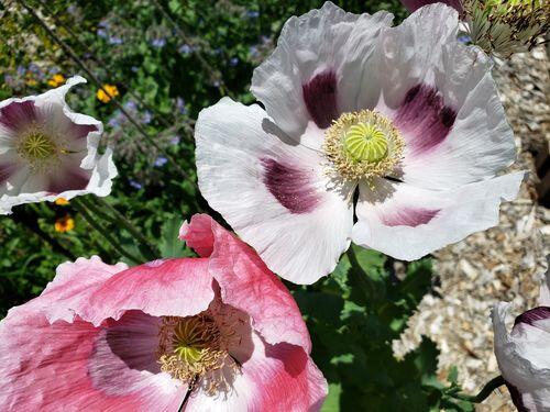 Breadseed Poppy Mix | Hudson Valley Seed Company