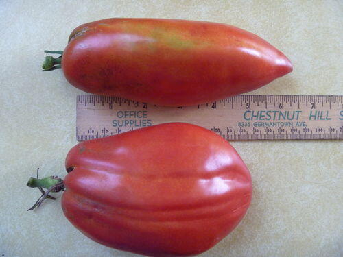 Opalka Tomato | Hudson Valley Seed Company