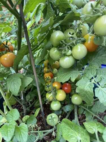 Tiny Tim Tomato | Hudson Valley Seed Company