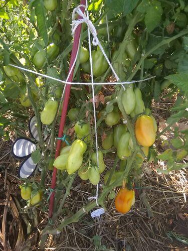 Opalka Tomato | Hudson Valley Seed Company