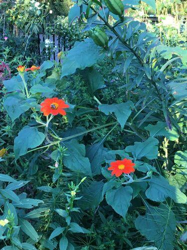 Torch Tithonia | Hudson Valley Seed Company