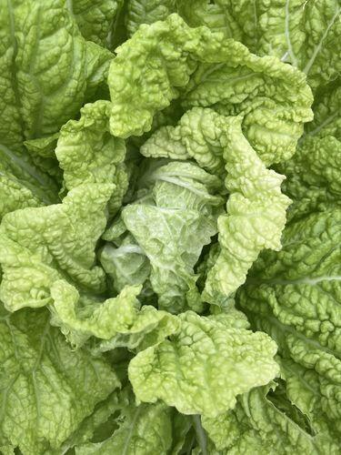 Nozaki Chinese Cabbage | Hudson Valley Seed Company