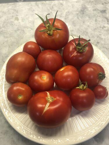 Jersey Breeze Tomato | Hudson Valley Seed Company