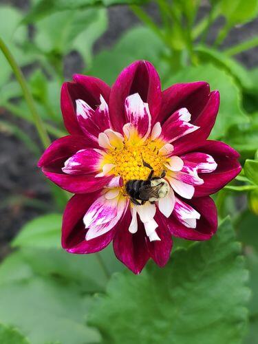 Dandy Collarette Dahlia Seeds | Hudson Valley Seed Company