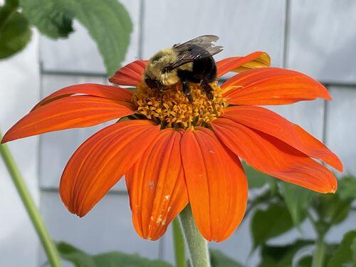 Torch Tithonia | Hudson Valley Seed Company