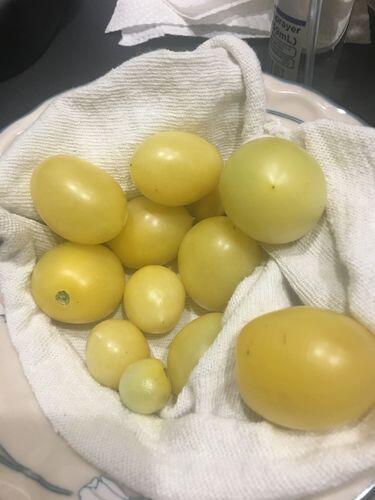 Mandurang Moon Tomato | Hudson Valley Seed Company
