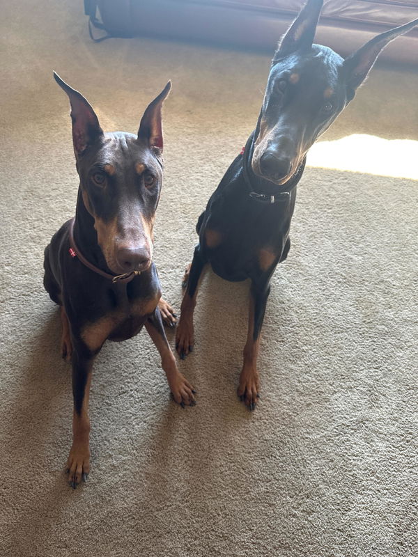 Two collars, two leashes, two thumbs up — customer photo