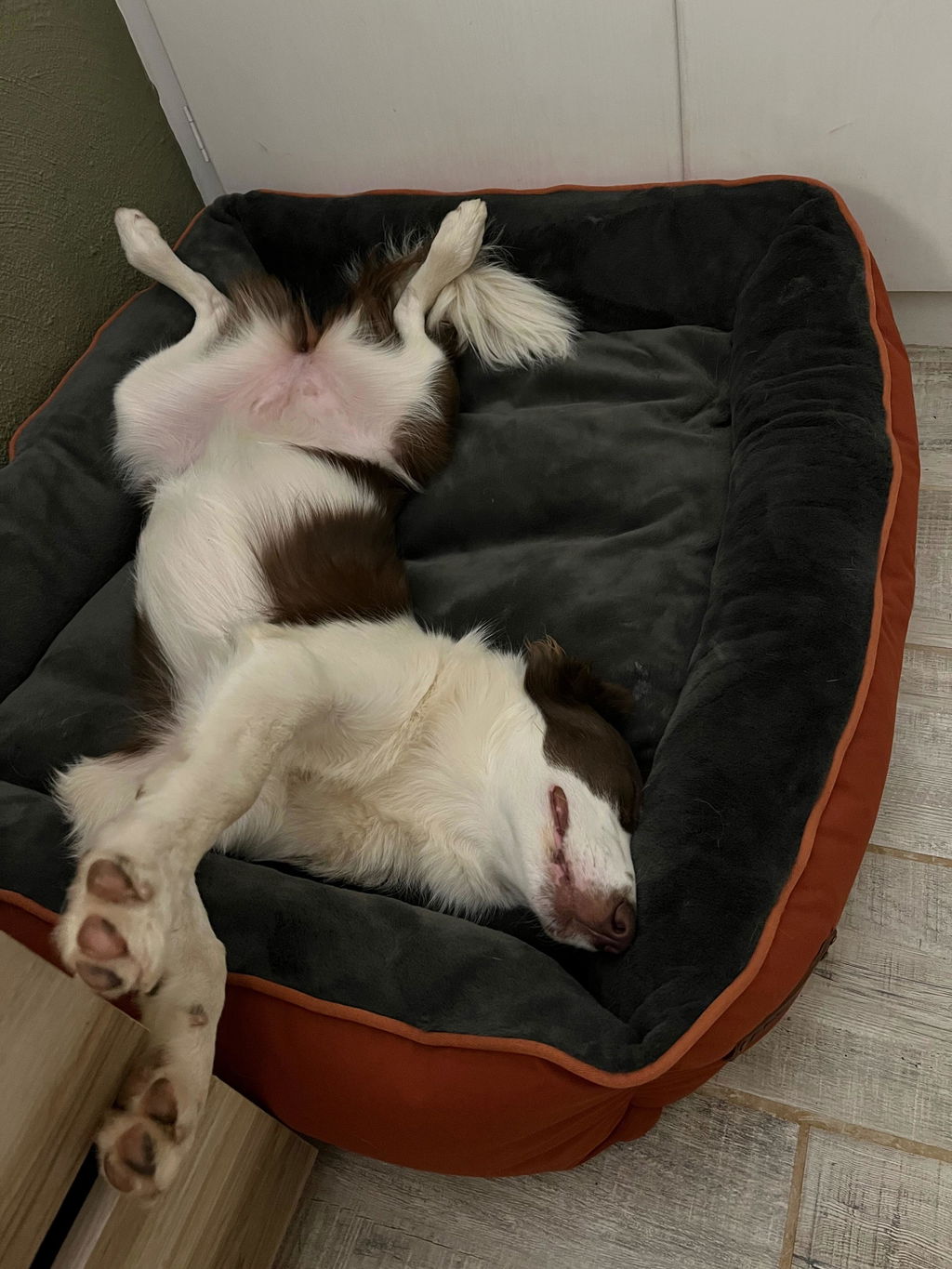 Huntlea Kuddly Bolster Dog Bed