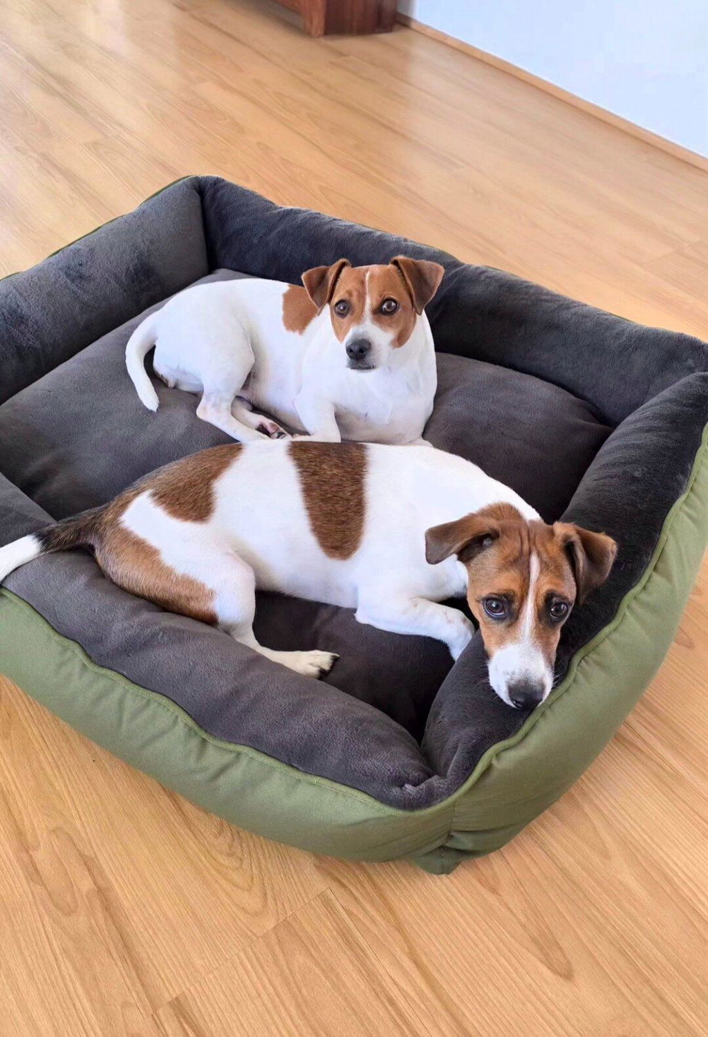 Huntlea Calming Kuddler Round Dog Bed