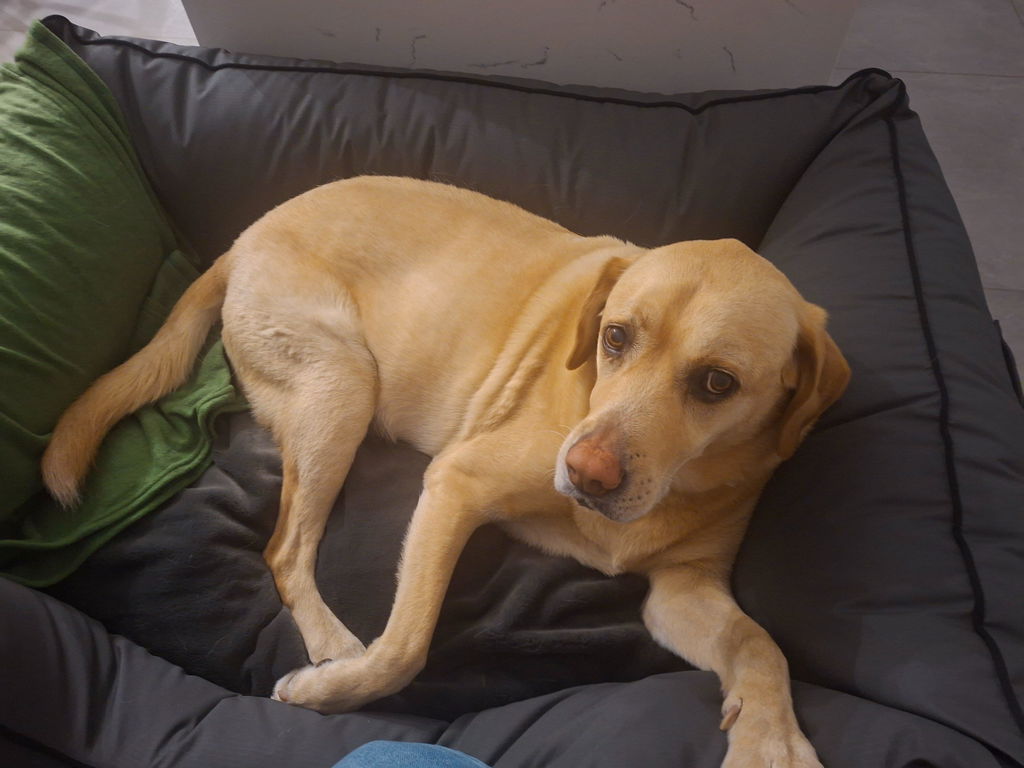 Kalahari King Dog Bed