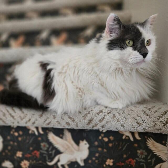 Mythical Cats Botanicals | Forest Green
