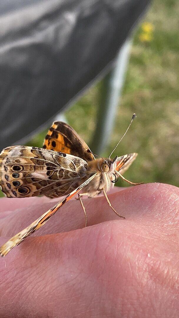 Butterfly Feeder | Feed Butterflies with Homemade Nectar - Insect Lore