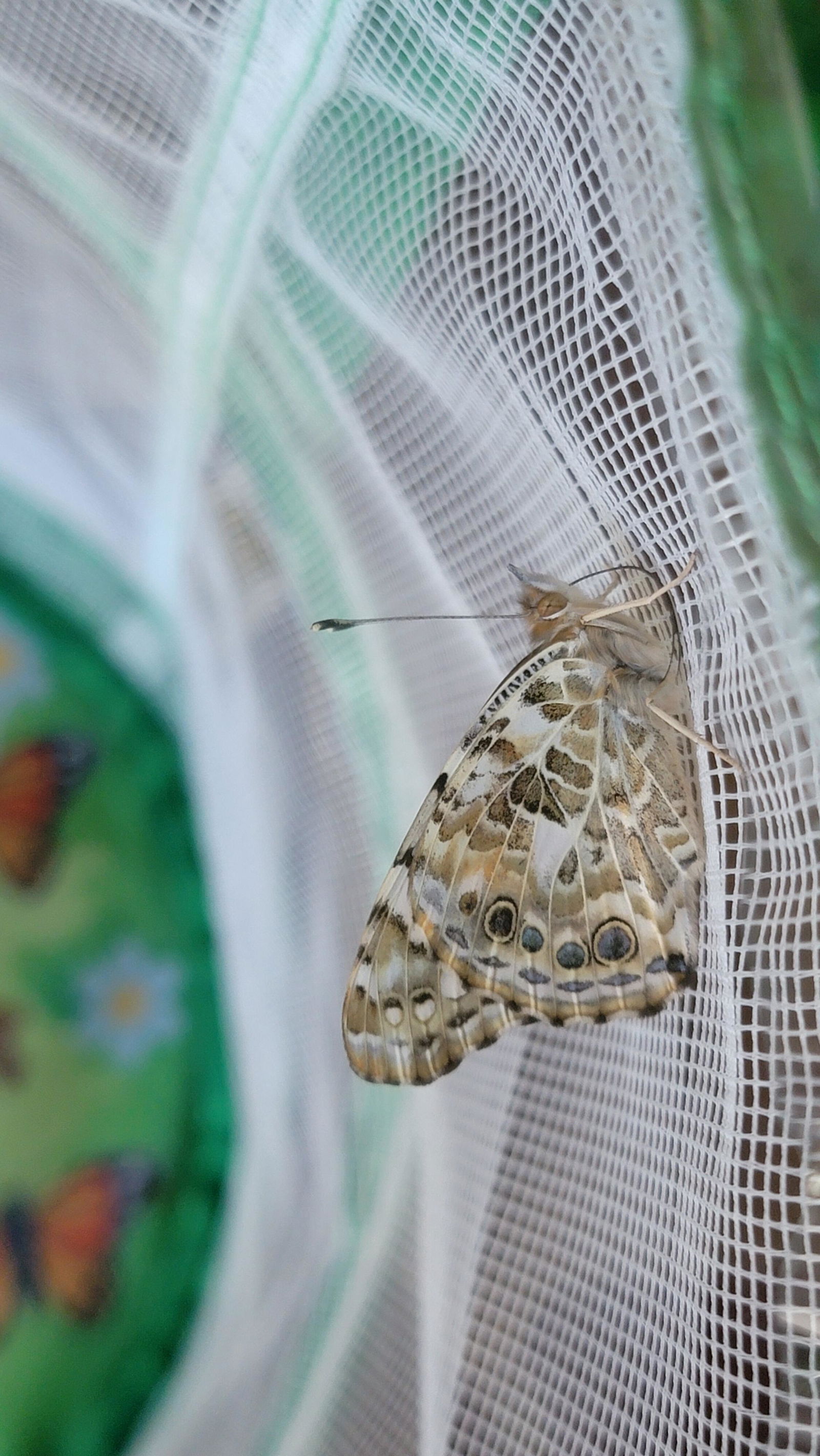 Butterfly Garden® with Voucher | Plan Your Project When Ready