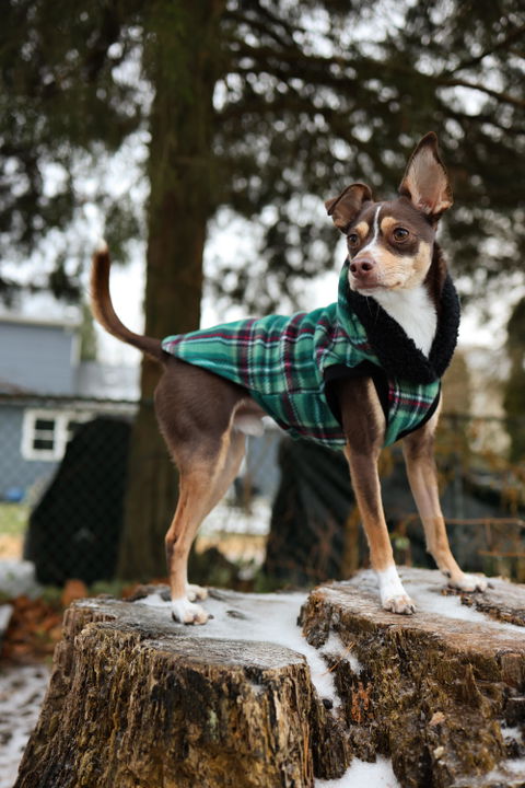 Green Plaid Dog Hoodie with Sherpa Trim