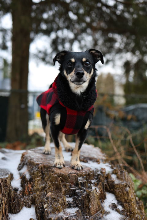 Red Buffalo Plaid Dog Hoodie with Black Sherpa Trim