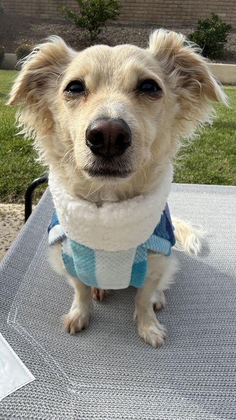 Baby Blue Plaid Fleece Dog Sweater