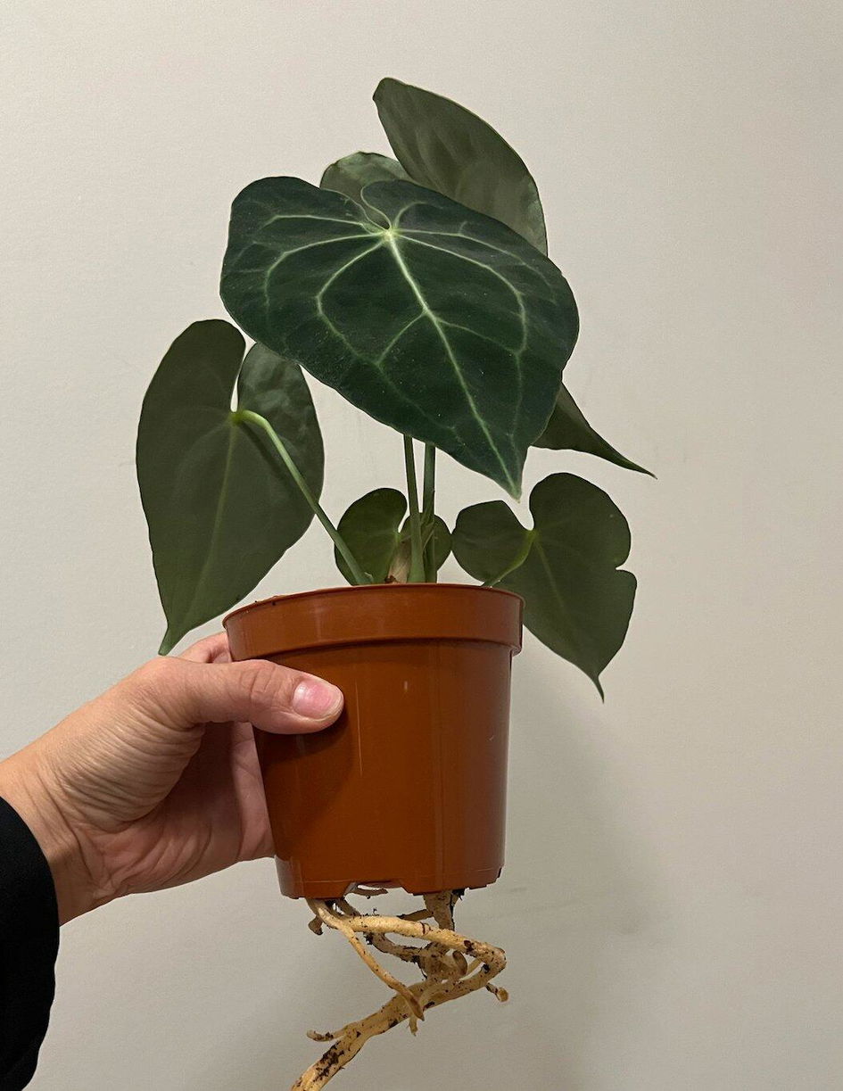 Dioscorea Elephantipes - 4