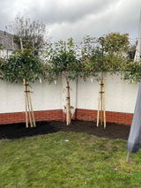 Red Robin Pleached Tree [Photinia × fraseri] for Privacy Screening | Freshly Pleached Trees