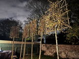 Hornbeam Pleached Tree [Carpinus betulus] for Privacy Screening | Freshly Pleached Trees