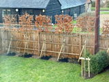 Beech Pleached Tree [Fagus sylvatica] for Privacy Screening  | Freshly Pleached Trees