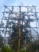 Holm Oak Pleached Tree [Quercus ilex] for Privacy Screening | Freshly Pleached Trees