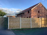 Holly Pleached Tree [Ilex 'Nellie R. Stevens'] for Privacy Screening | Freshly Pleached Trees