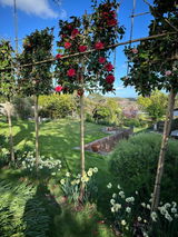 Pink Mix Camellia [Camellia japonica] for Privacy Screening | Freshly Pleached Trees