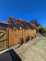 Pink Marble Pleached Tree [Photinia × fraseri 'Cassini'] for Privacy Screening | Freshly Pleached Trees