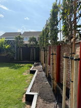 Portuguese Laurel Pleached Tree [Prunus lusitanica 'Angustifolia'] for Privacy Screening | Freshly Pleached Trees