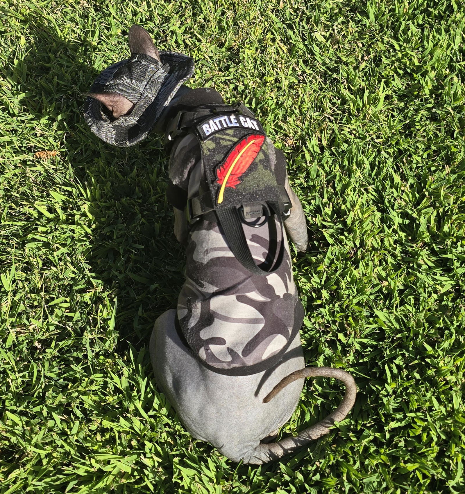 K9R - M1 Lightspeed Harness for Cats