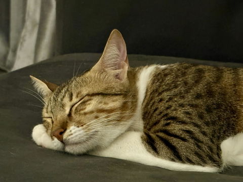Athena Tofu Cat Litter