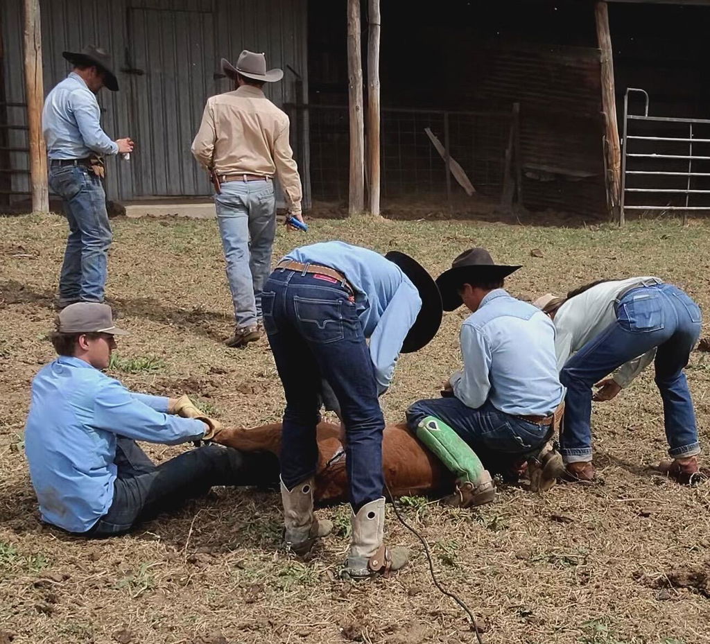 Raw Dillon | Authentic – The Cowboy's Choice | Kimes Ranch