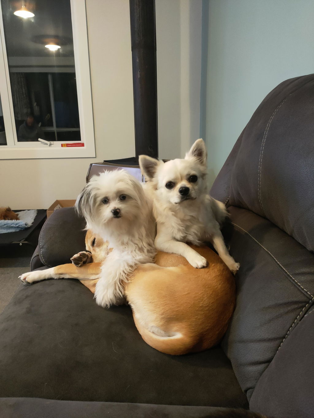 New Zealand Grain-Free Adult Dog Food (12/24 KG)