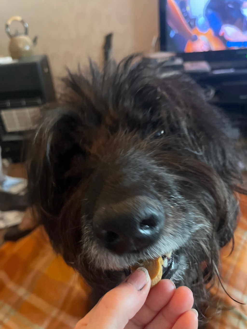 KNomNoms Assorted Dog Treats (250g)