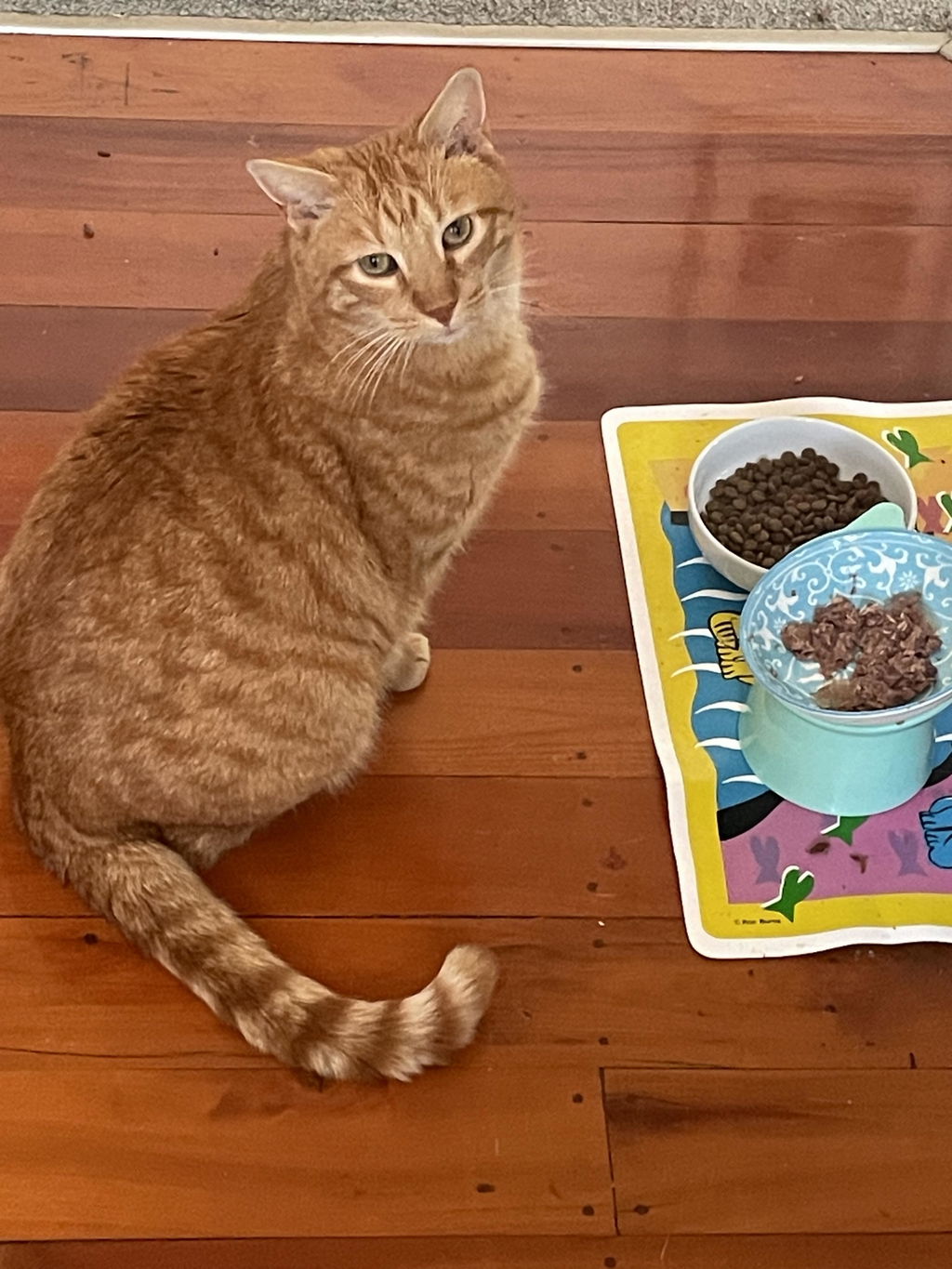 Kooky Kibble Grain-Free Dry Cat Food for All Life Stages Starter Kit (200g)