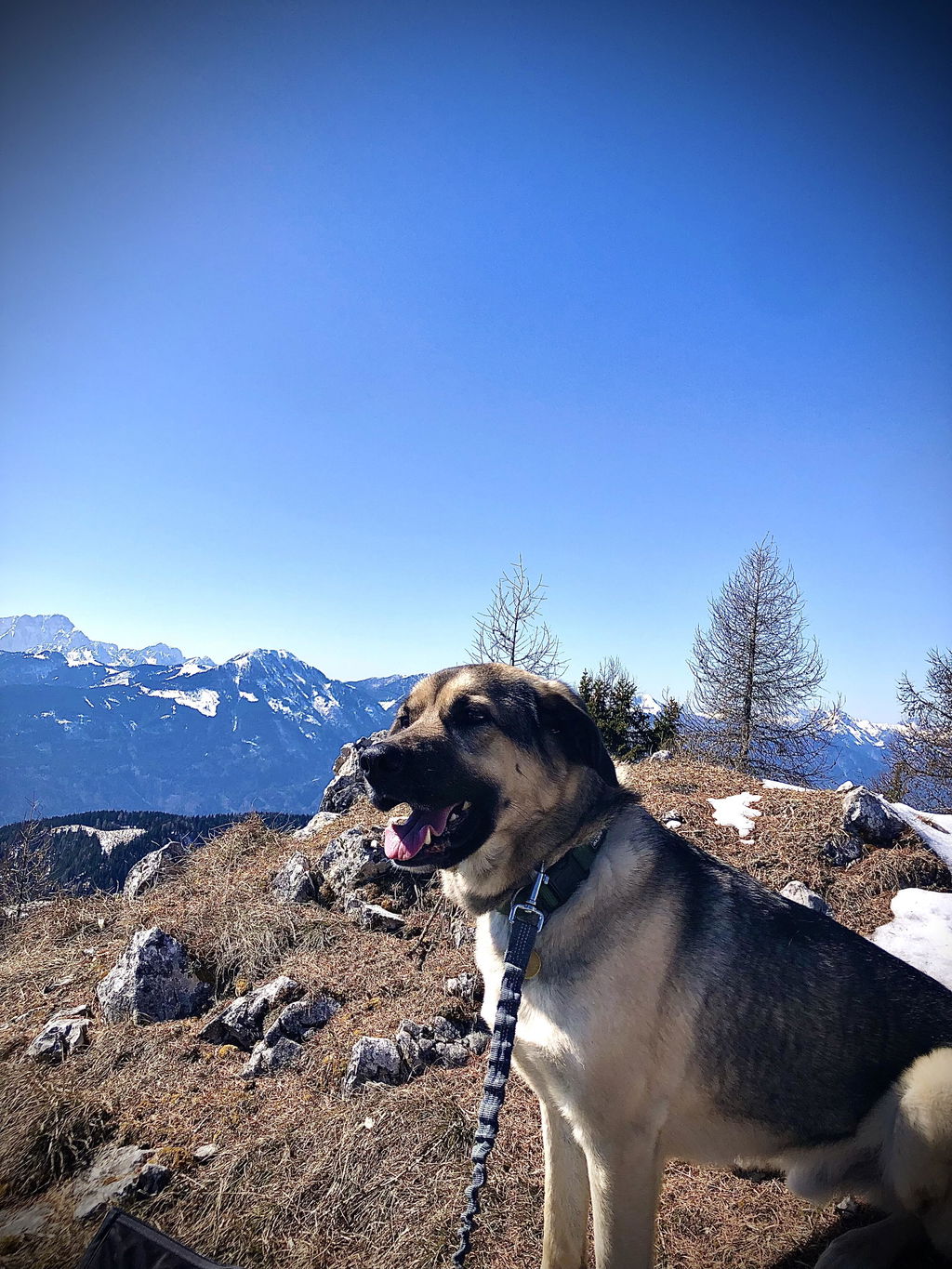 Hund ImmuBalance - Kräuterkapseln