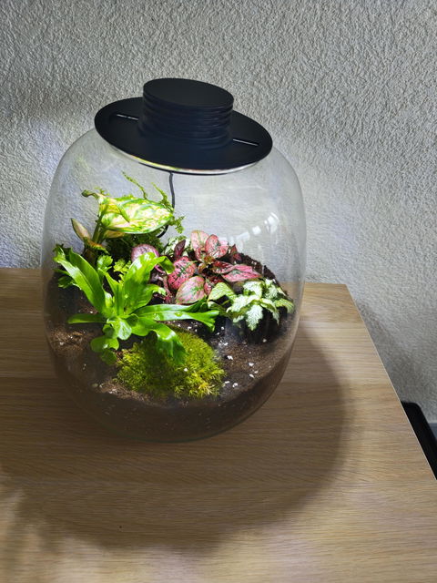 Atelier - Créer son terrarium