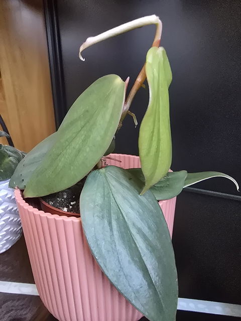 Philodendron Burle Marx Fantasy