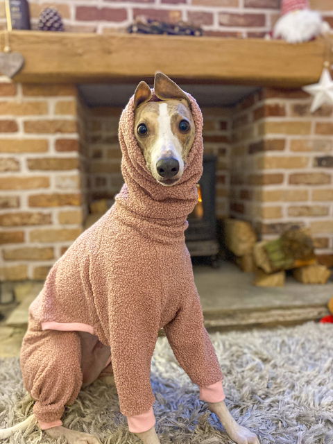 JUJUBE - Dog Onesie