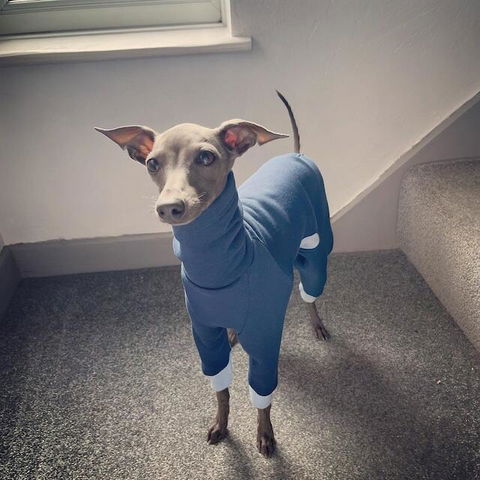 KINOKO - Dog Onesie (OEKO-TEX®)
