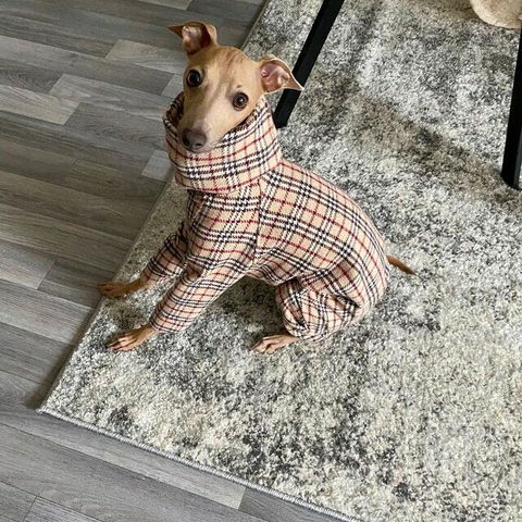 BLUBERRY - Dog Jumpsuit
