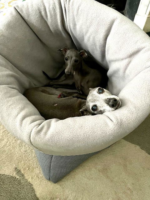 LÈ SAC Dog Snuggle Bed – Dogtooth